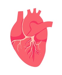 The heart is the internal organ of human. Symbol of Cardiology