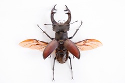 High resolution image of a stag beetle with spread wings 