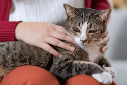 Cat lover female hand petting her lovely cat comfortable Stay home with cat Friendship Animal lover. Cute cat. love Friend human home friendship Animal lover lifestyle