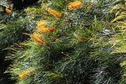 Honey Gem Grevillea plant, a tall shrub with dark green foliage. The orange - yellow flowers offer nectar that wild birds love. 