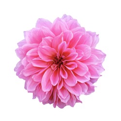 Pink Dahlia flower head on white background. Dahlia pinnata