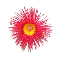 Close up of a Corymbia ficifolia flower on a white background. Red Flower Gum