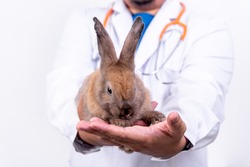 A small brown rabbit, Sparkling eyes It was in the hands of a vet doctor, who treated the rabbit is illness, to animal and health care concept.