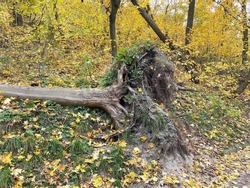 Broken tree with torn out root on ground. Storm damage trees in park. Consequences of strong wind.