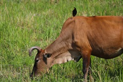 Close-up of one brown cow lives in pasture meadow farm, with one little black myna bird.