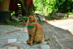 Domestic cat wearing bird warning cat collar covers around the neck