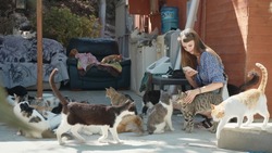 Pretty caucasian woman in summer clothes using modern smartphone for taking pictures of many colorful cats outdoors. Happy young lady playing and petting fluffy pets.