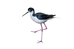Black-necked stilt bird  (Himantopus mexicanu), standing on one leg, isolated on white background