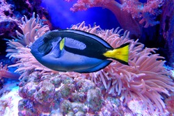 Blue fish with with yellow tail. Blue tang or Regal tang or Palette surgeonfish (Paracanthurus hepatus )