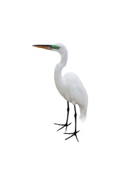 Great Egret isolated on a white background. Ardea alba.
