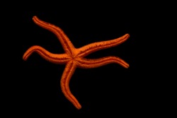 Underside of a red orange starfish with five thin arms. Mediterranean red sea star (Echinaster sepositus) isolated on a black background.
