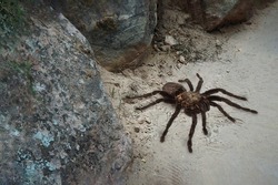 Large tarantula spider walking across a pathway in Zion National Park.