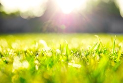 Grass shining in the sun