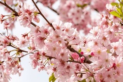 Cherry blossom. Beautiful pink cherry blossom on tree.