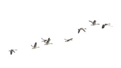Wild Goose, Greylag Goose. The geese are migrating. Flying geese.