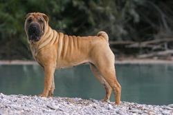 Portrait of an Shar Pei Dog in outdoors.
