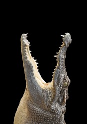 The crocodile is opening its mouth and waiting for its prey Seen inside the mouth and sharp teeth. The saltwater crocodile on a black background soared horribly. Vertical image. Clipping path.