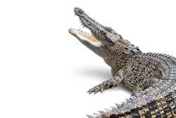 The crocodile is opening its mouth and waiting for its prey Seen inside the mouth and sharp teeth. The saltwater crocodile on a white background soared horribly. Clipping path.