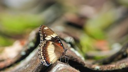 Butterfly perched on the tiled roof