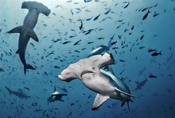 Hammerhead shark, Cocos island, Costa Rica/Close Contact
