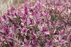 the beautiful purple hebe bush plants backgrounds
