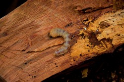 Wood worm