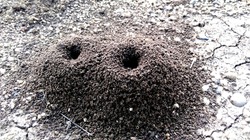 anthill, ant's home inside soil nature wildlife