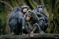 Chimpanzee
consists of two extant species: common chimpanzee and bonobo. Bonobos and common chimpanzees are the only species of great apes that are currently restricted in their range to Africa
