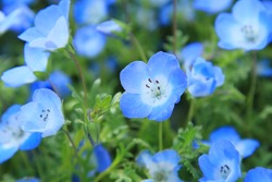 Nemophila?Spring blue flowers