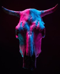 Image of menacing bull skull with color light on black background. Halloween holiday decoration concept image.