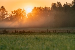 Very early morning - the Sun Rays lights through very hazy air just above forest and grass field from red orange sky, no clouds. Stocksjo village, close to Umea City, Vasterbotten County, Sweden
