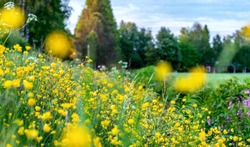 Beautiful wild flowers on the roadside and ditch, summer meadow, sunset time - close up photo with blurry background, Sweden landscape