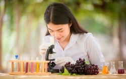 Asian woman is researching the quality of the white purple grapes in the vineyard.