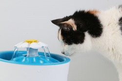 tricolored cat drinks fresh water from an electric drinking fountain
