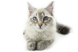 Siberian white beige kitten cat with blue eyes sitting and looking forward