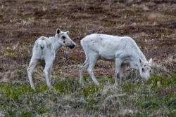 Two very young Newfoundland caribou grazing on a barren piece of property. There's green grass and yellow marsh land. The animals are skinny and thin.  One is feeding off the rich grass.