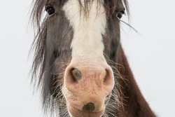 Brown colored horse with large nostrils. The centre of the horse's face is white from the forehead to the lips. The beautiful horse has dark hair, long lashes and whiskers. It is looking downward.