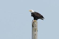 An American eagle perched on a utility pole with a long fish in its claws, The bird has a bright yellow beak, white feathered head, brown body with bright orange claws. The animal has a large fish.