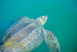 A large leatherback turtle swimming in the cold atlantic ocean. The closeup of the reptile shows its brown textured shell with two fins and a short head. The animal is underwater and swimming away.