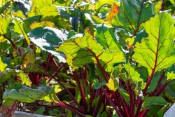 Tall ribbed stalks of Swiss chard greens. Green and reddish leafy vegetables growing in dark rich soil. The collard greens have red and orange stalks. The sun is shining on the garden patch and soil.