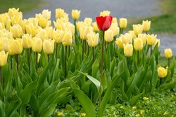 A bed of yellow tulips growing in a bed or garden in a park. There's green grass in the foreground. The bulbed flowers are vibrant yellow with some red stripes. The leaves are vibrant green and tall.