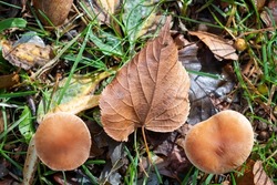 Two large wild circular brown mushrooms grow next to a brown elm leaf. The ground is covered in vibrant green grass and moss. The fungus is low to the ground. It has dark edges and a tan center.