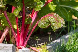 Tall ribbed stalks of Swiss chard greens. Green and reddish leafy vegetables growing in dark rich soil. The collard greens have red and orange stalks. The sun is shining on the garden patch and soil.