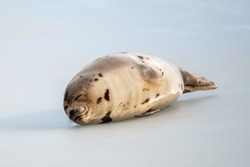 A large grey harp seal or harbour seal on white snow and ice looking upward with a sad face. The wild gray seal has long whiskers, light fur or skin, dark eyes, spotted fur and heart shaped nose.  