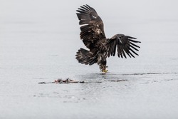 An immature bald eagle pitches on the ice at a local lake.  The eagle's wings are up and expanded as it gets ready to land.  The eagle's beak and talons are illuminated because of the daylight.