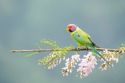 A male plum-headed parakeet feeding on a the rice grains in the paddy fields on the outskirts of Shivmoga, Karnataka