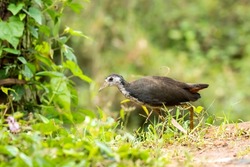 A white breasted waterhen feeding on crumbs on the ground near a pool of water on the outskirts of Bangalore