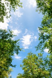 Blue sky and trees, fresh green season