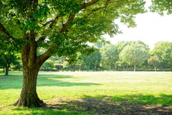 trees of parks on sunny days