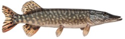 Freshwater fish isolated on white background closeup. The northern pike, also known as simply pike or  luce, or jackfish  is a  fish in the family Esocidae, type species: Esox lucius